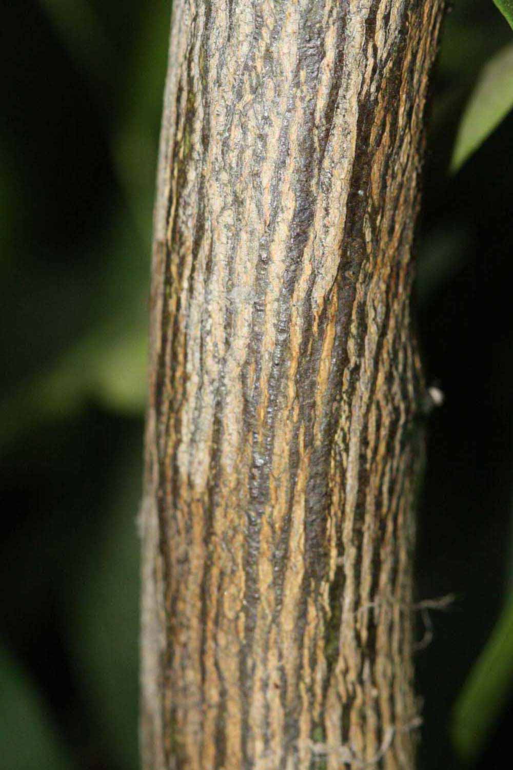              Second - third year twig (Riverside, CA)       